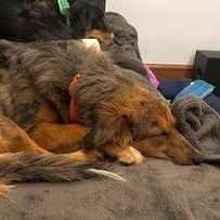 Luuna, a ADOPTABLE mixed breed in Roanoke, VA image 3/4