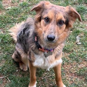 Luuna, ADOPTABLE, Young Female Australian Shepherd.