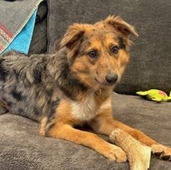 Luuna, a ADOPTABLE mixed breed in Roanoke, VA image 2/4