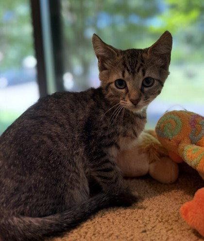 Enlarge Condor, a Adoptable Domestic Short Hair in Midland, VA image 1/1