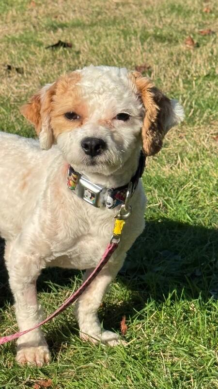 Waffle, Adoptable, Young Male Maltese & Shih Tzu.