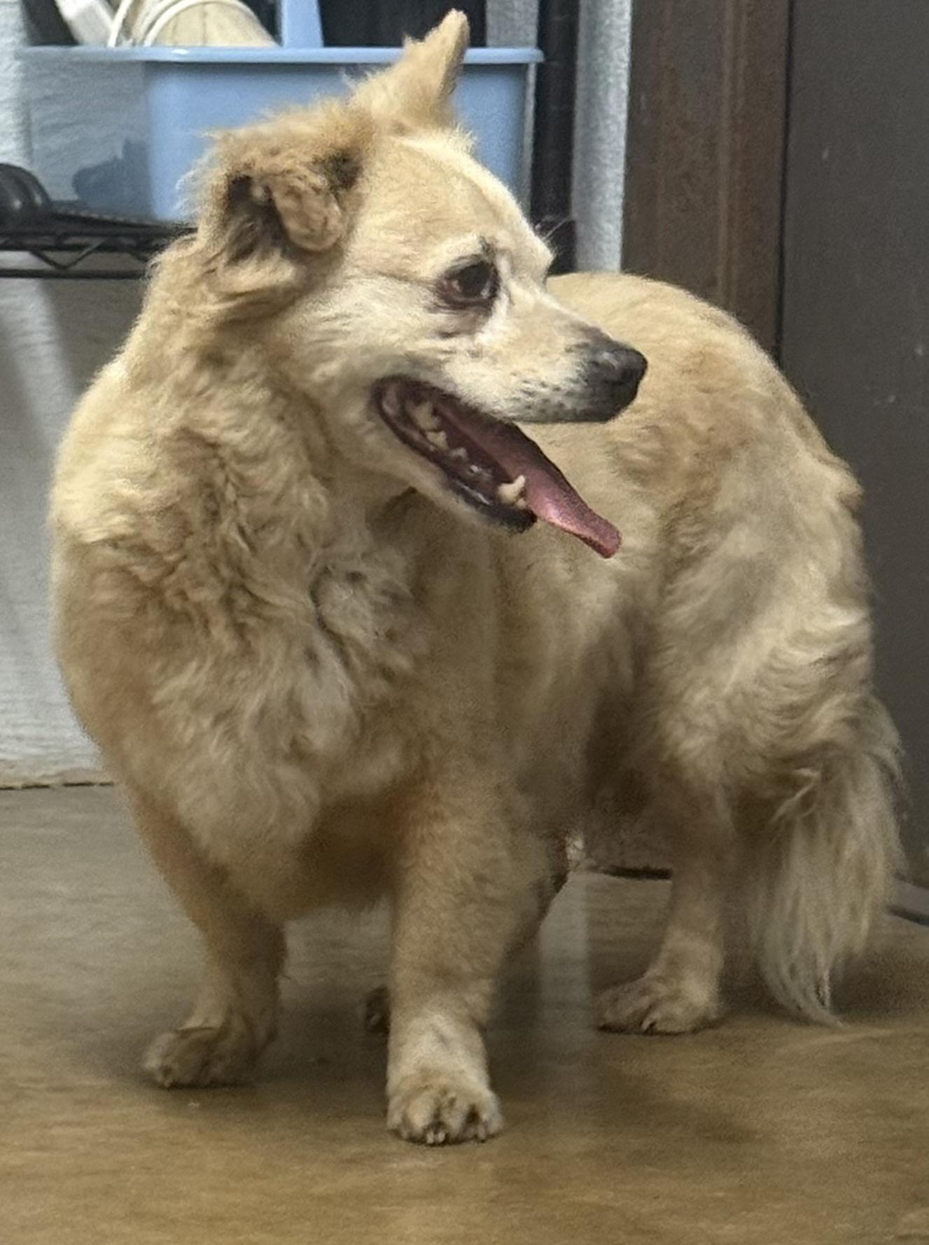 Enlarge Tucker, a Adoptable mixed breed in Vicksburg, MS image 1/1