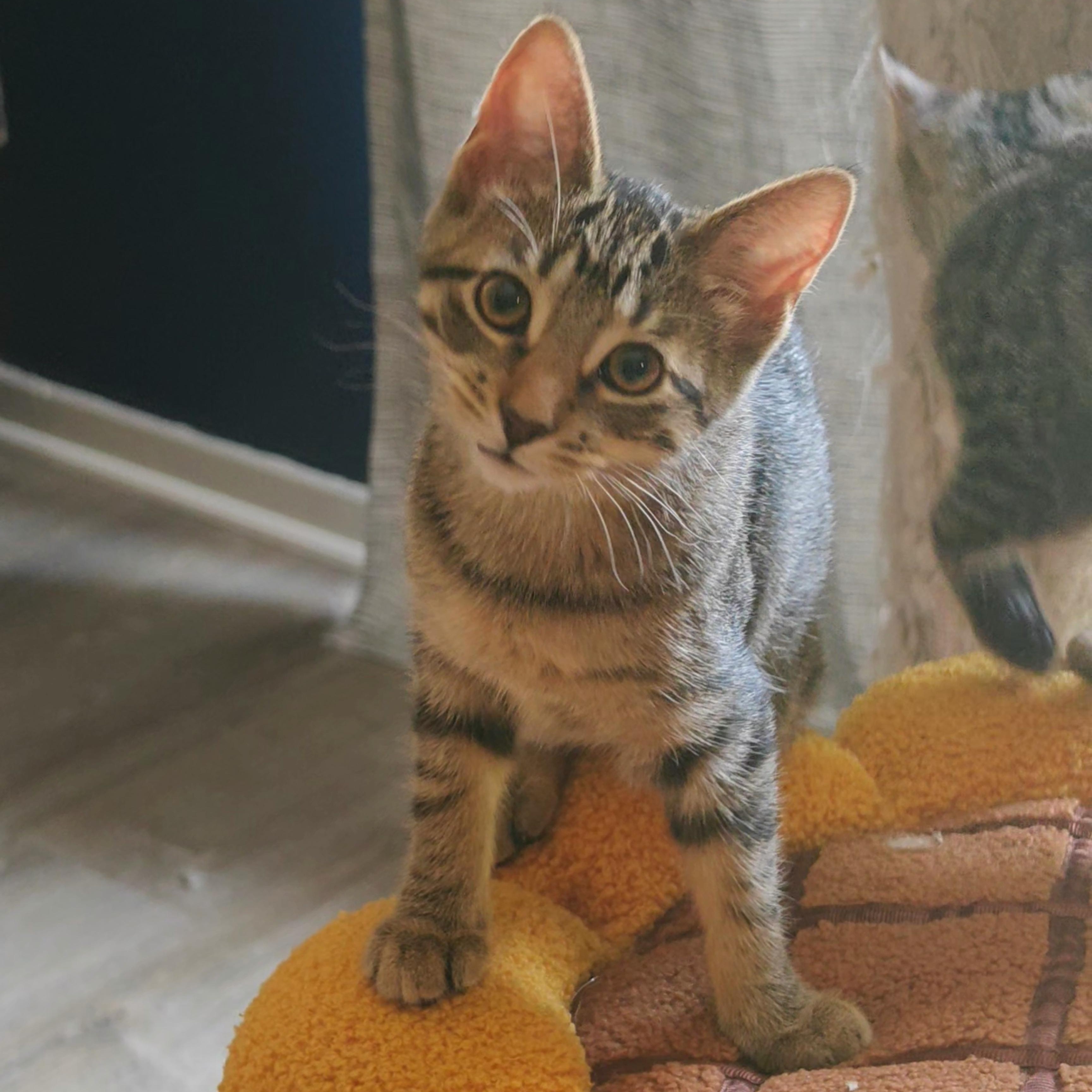 Enlarge Blossom, a Adopted Domestic Short Hair in Hudsonville, MI image 2/5