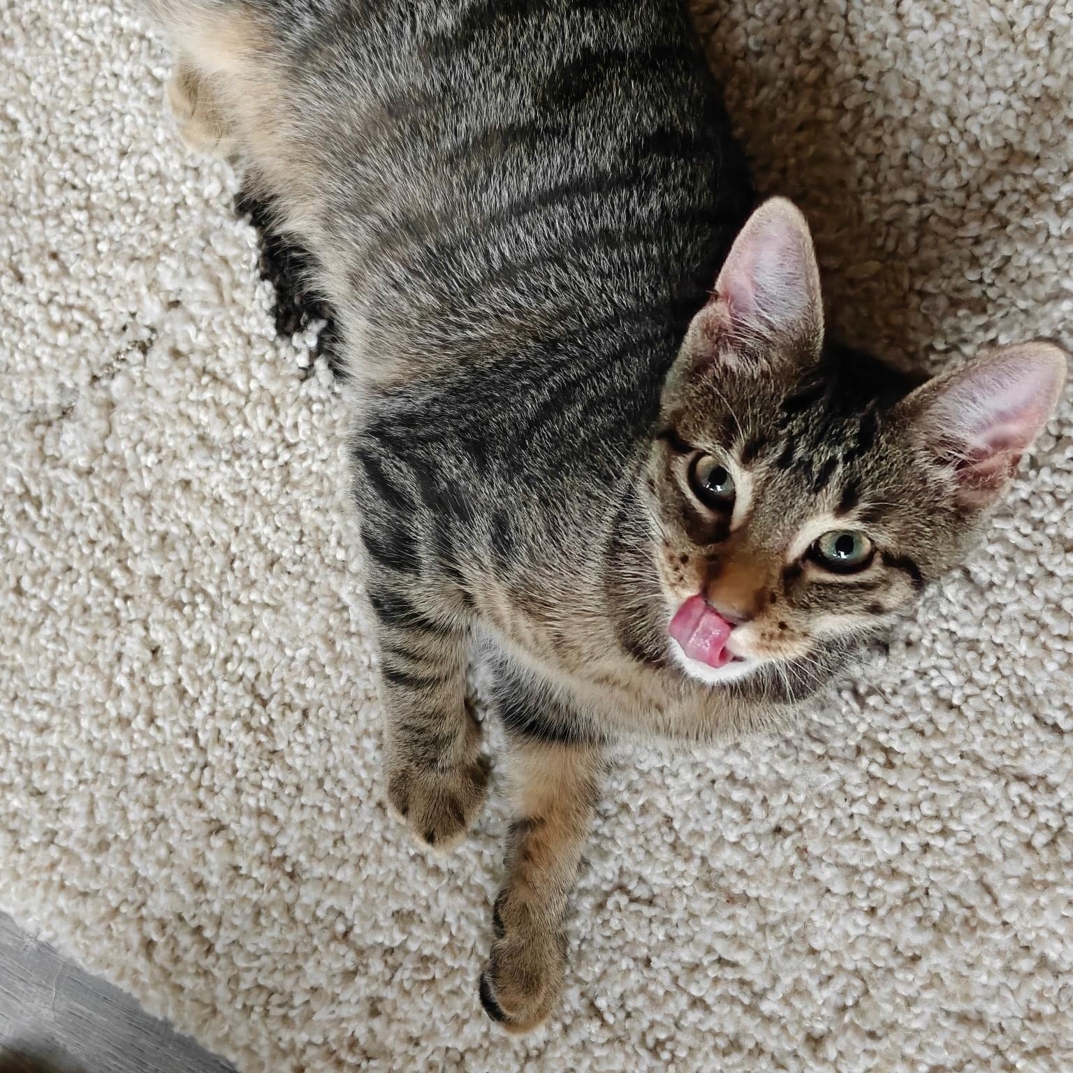 Enlarge Blossom, a Adopted Domestic Short Hair in Hudsonville, MI image 3/5