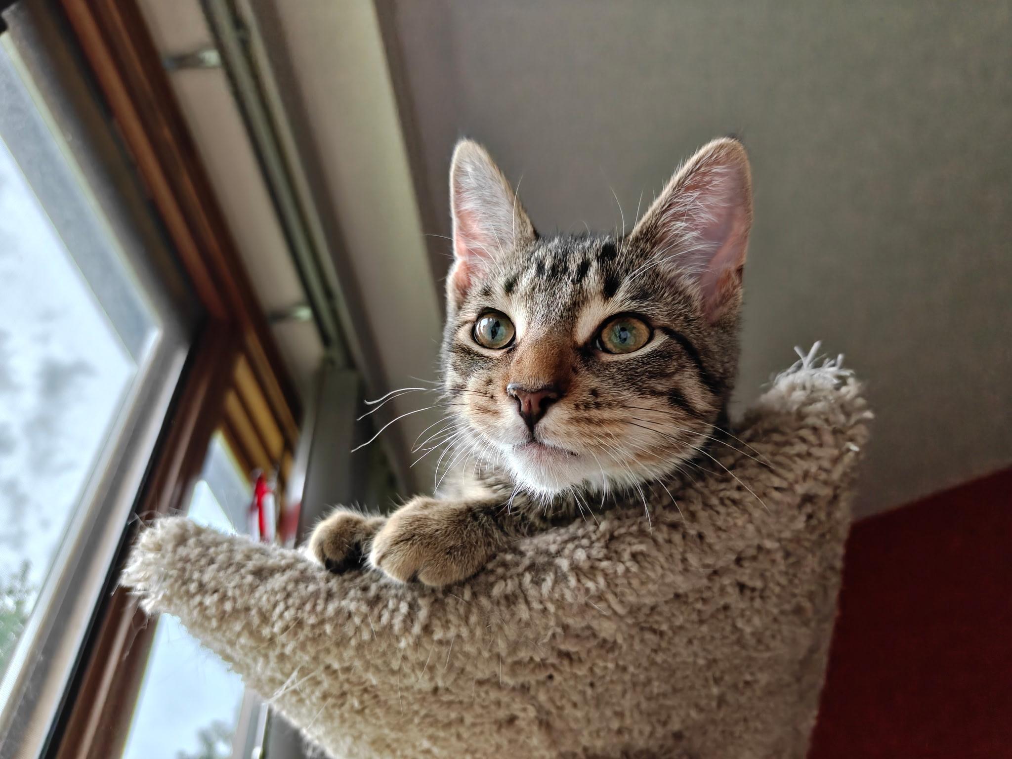 Enlarge Blossom, a Adopted Domestic Short Hair in Hudsonville, MI image 5/5