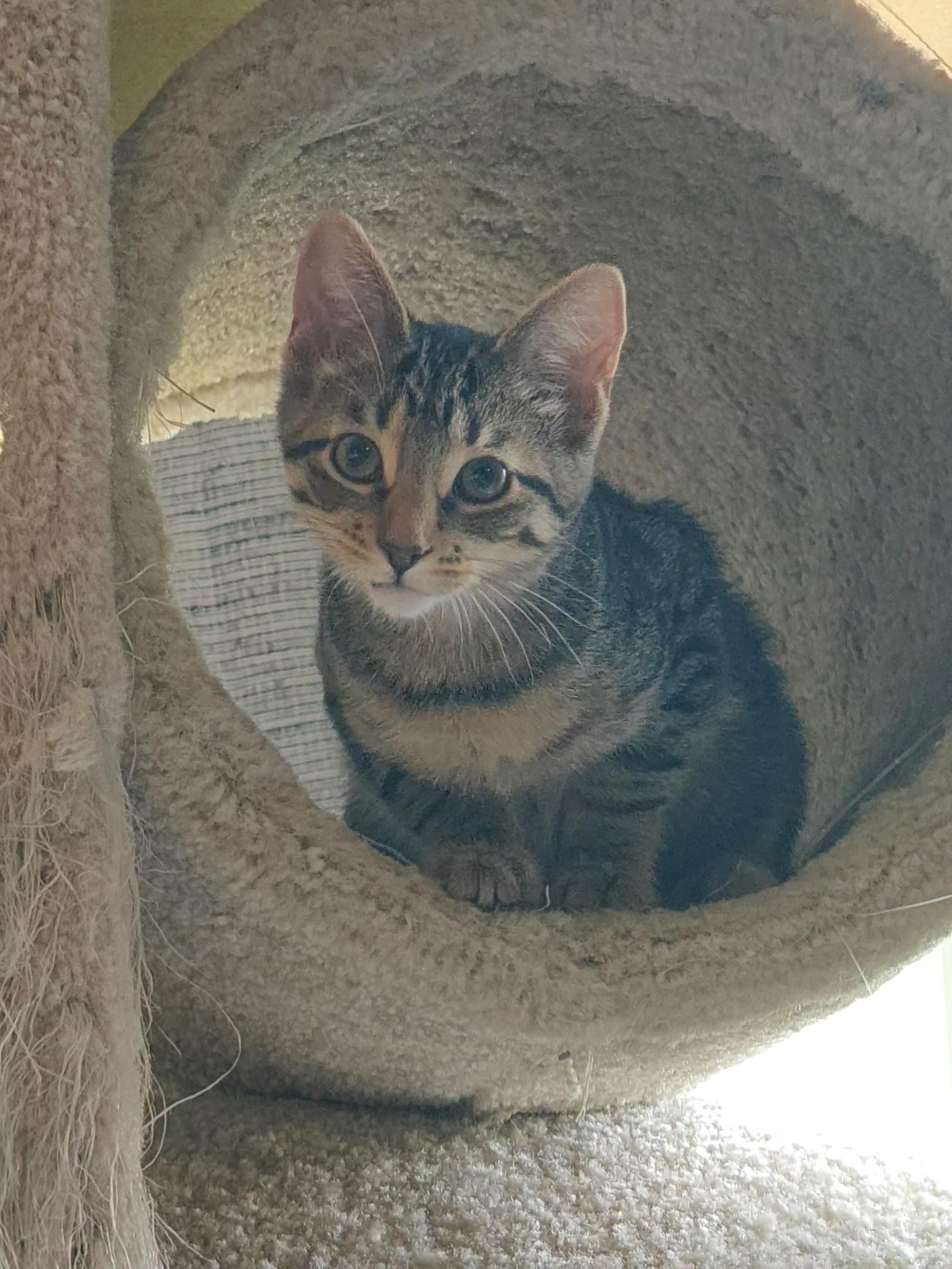 Blossom, Adopted, Kitten Female Domestic Short Hair.