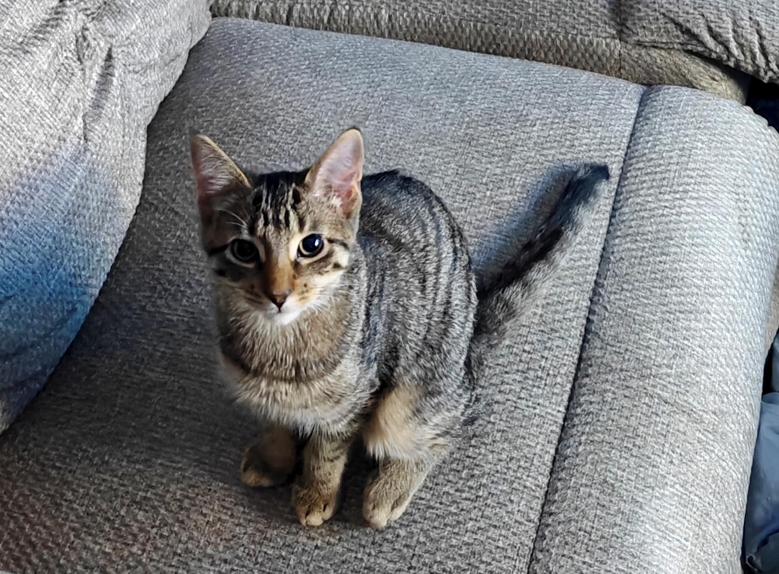Enlarge Blossom, a Adopted Domestic Short Hair in Hudsonville, MI image 4/5