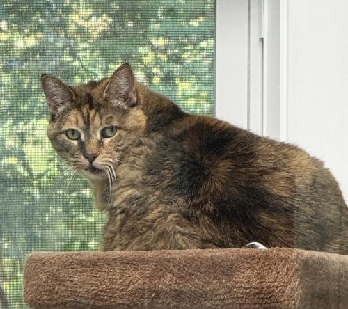 Mischa, Adoptable, Senior Female Domestic Short Hair.