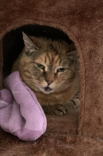 Mischa, a Adoptable Domestic Short Hair in St. Johnsbury, VT image 2/3