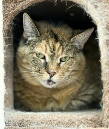 Mischa, a Adoptable Domestic Short Hair in St. Johnsbury, VT image 3/3