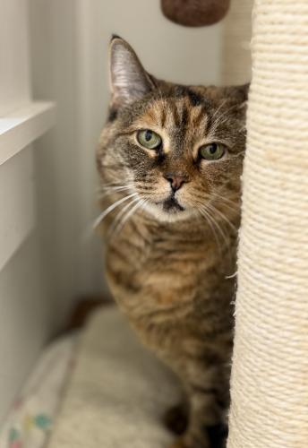 Enlarge Mischa, a Adoptable Domestic Short Hair in St. Johnsbury, VT image 2/3