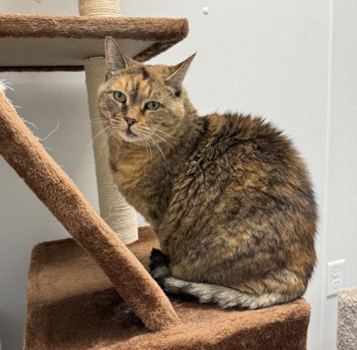 Enlarge Mischa, a Adoptable Domestic Short Hair in St. Johnsbury, VT image 3/3