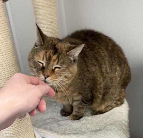 Enlarge Mischa, a Adoptable Domestic Short Hair in St. Johnsbury, VT image 3/3