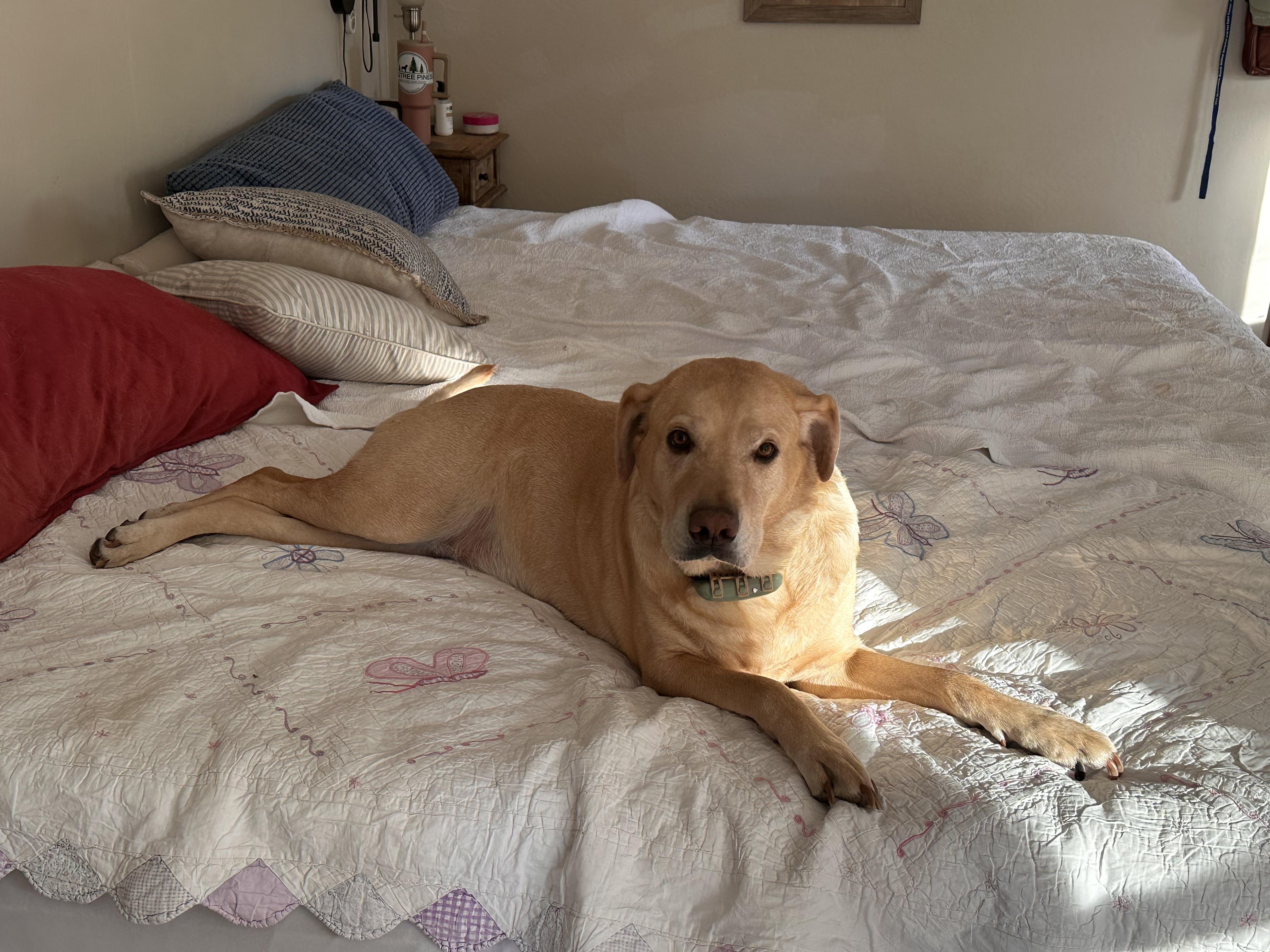 DAISY, a Adopted Labrador Retriever in Prescott, AZ image 2/5