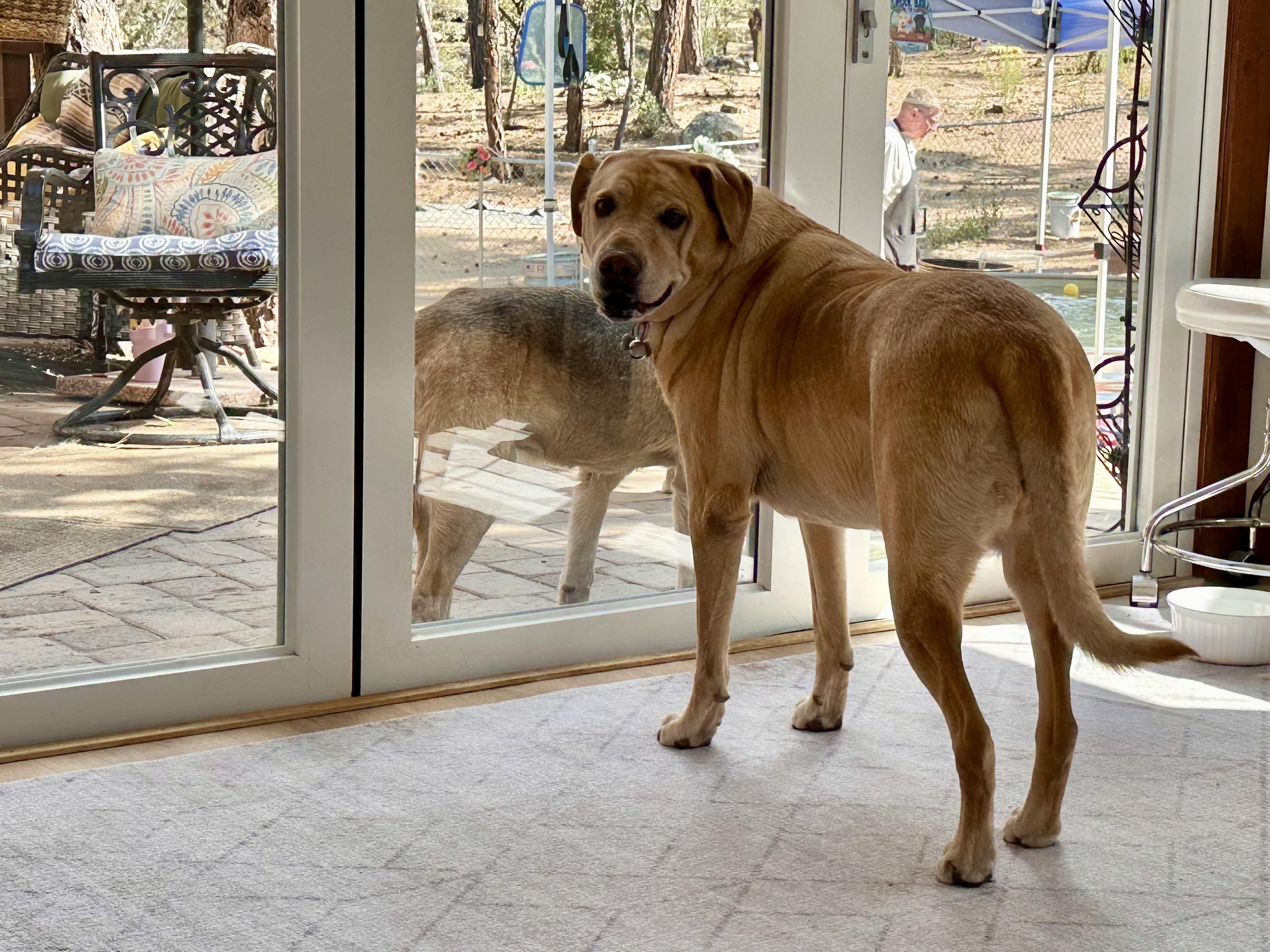 DAISY, a Adopted Labrador Retriever in Prescott, AZ image 3/5