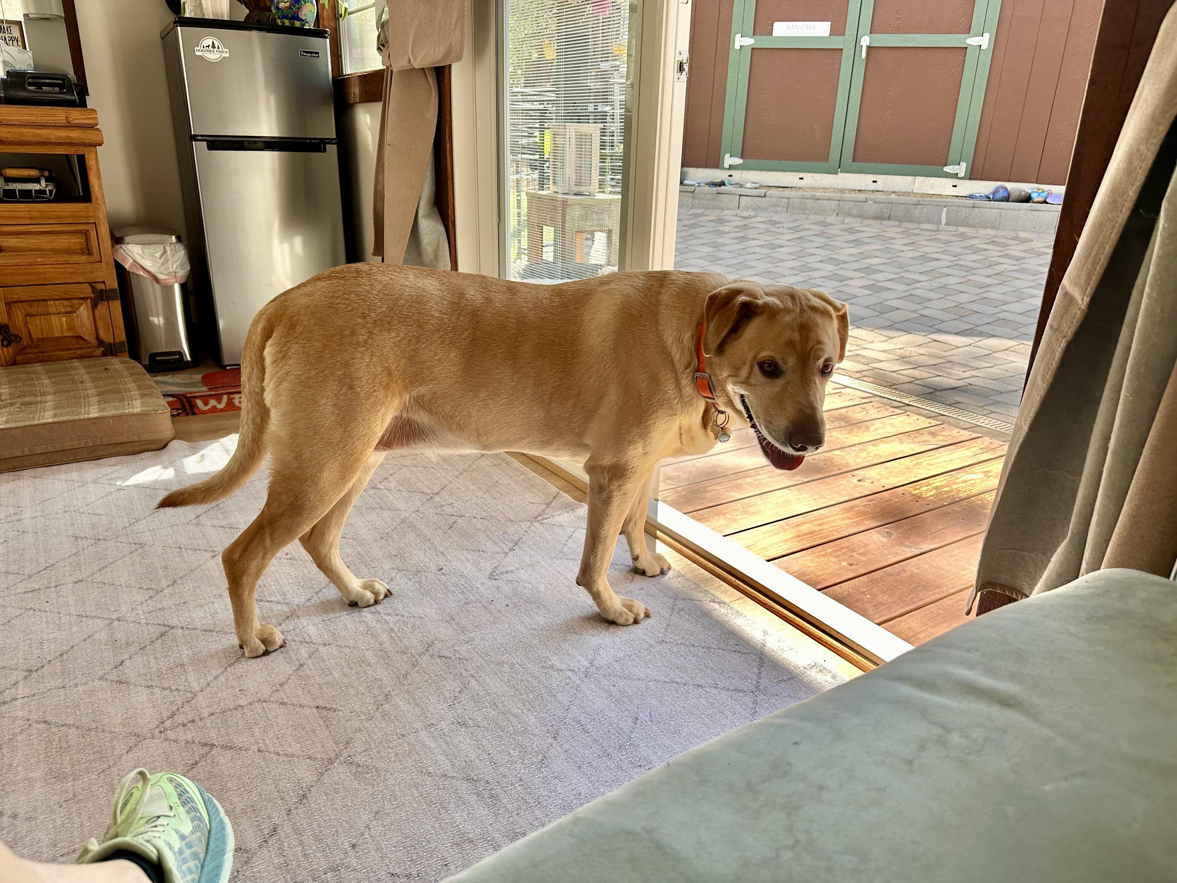 DAISY, a Adopted Labrador Retriever in Prescott, AZ image 5/5
