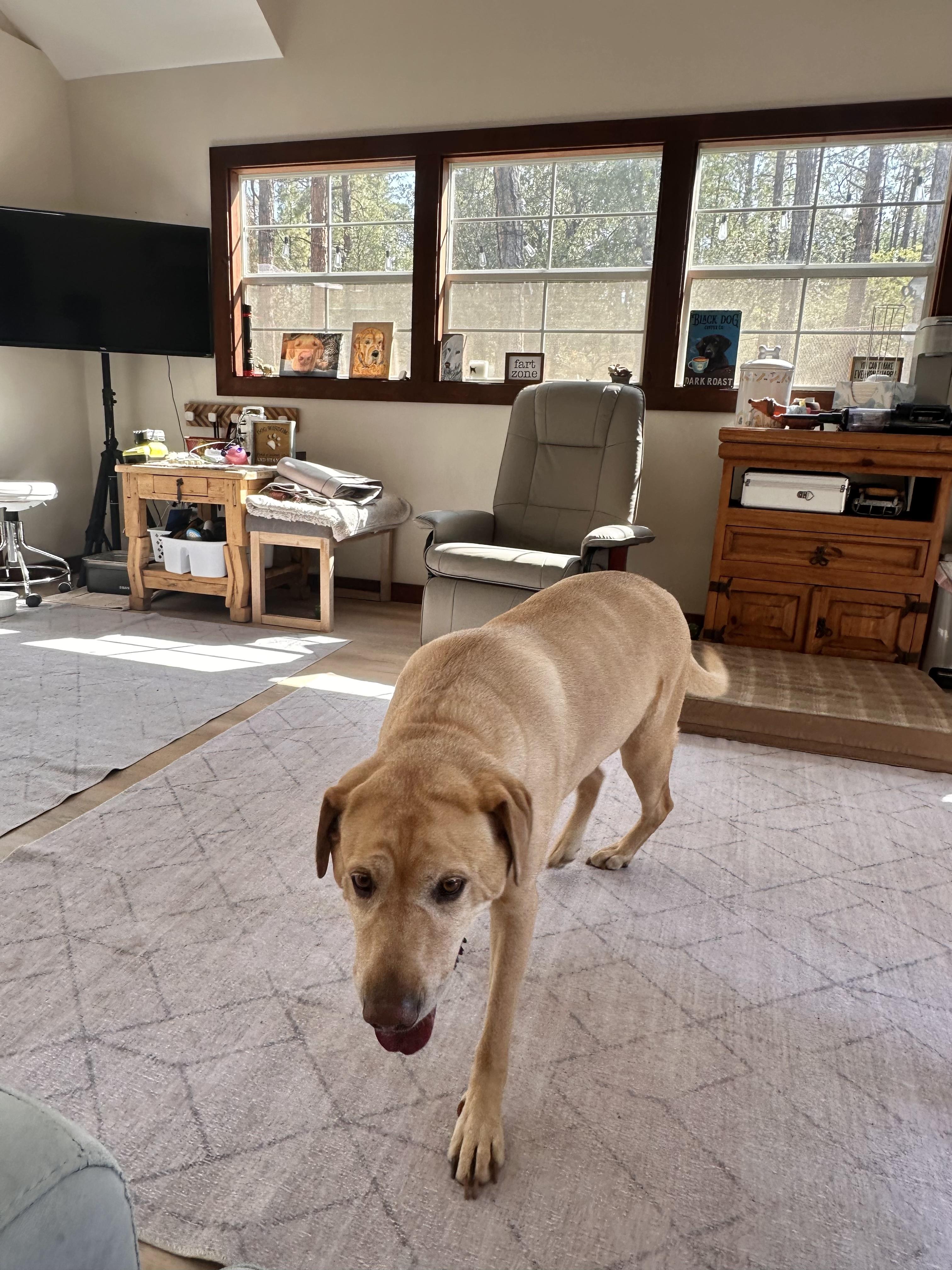 DAISY, a Adopted Labrador Retriever in Prescott, AZ image 4/5