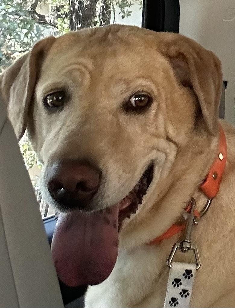 DAISY, Adopted, Adult Female Labrador Retriever.