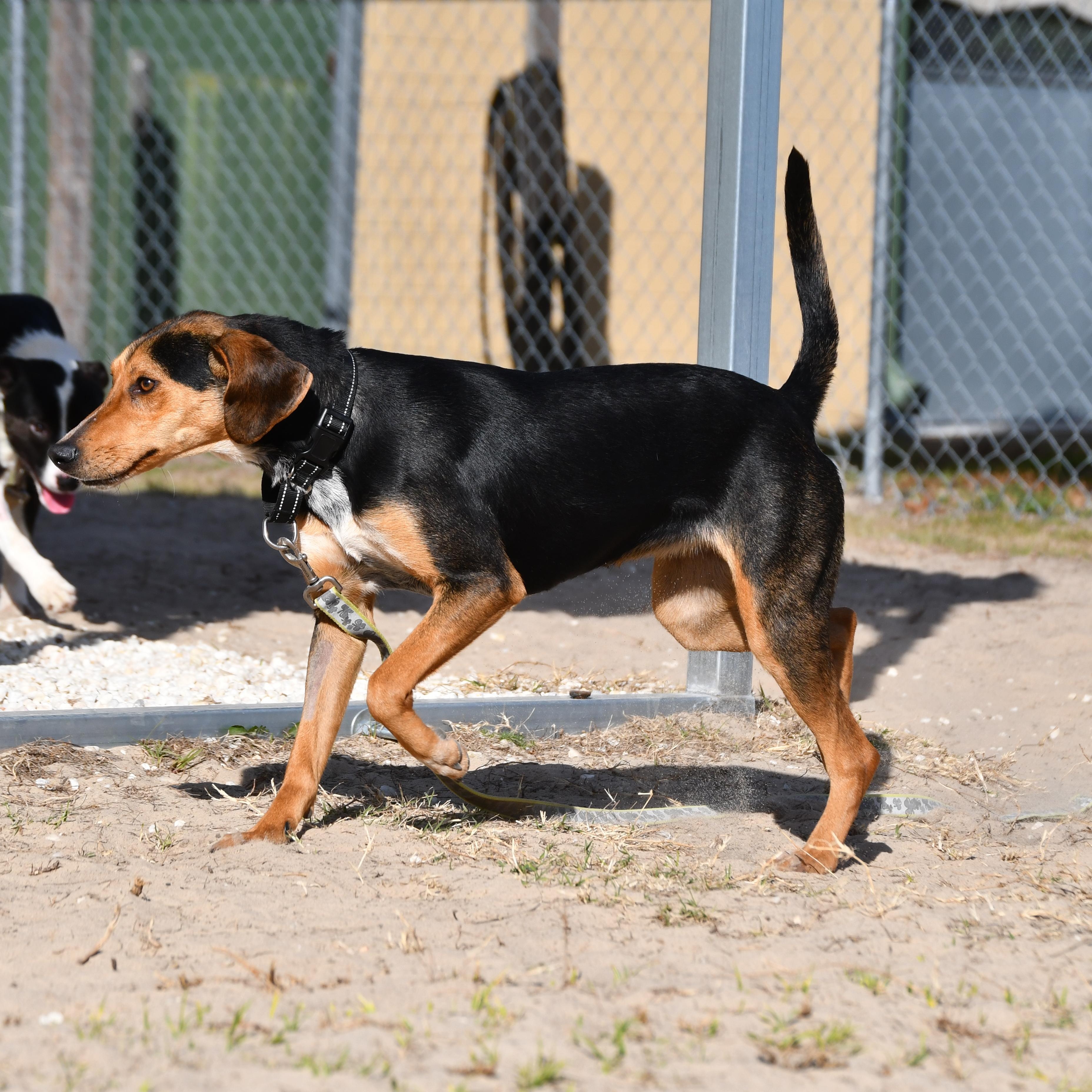 Bonnie, a ADOPTABLE Hound in Defuniak Springs, FL image 3/5