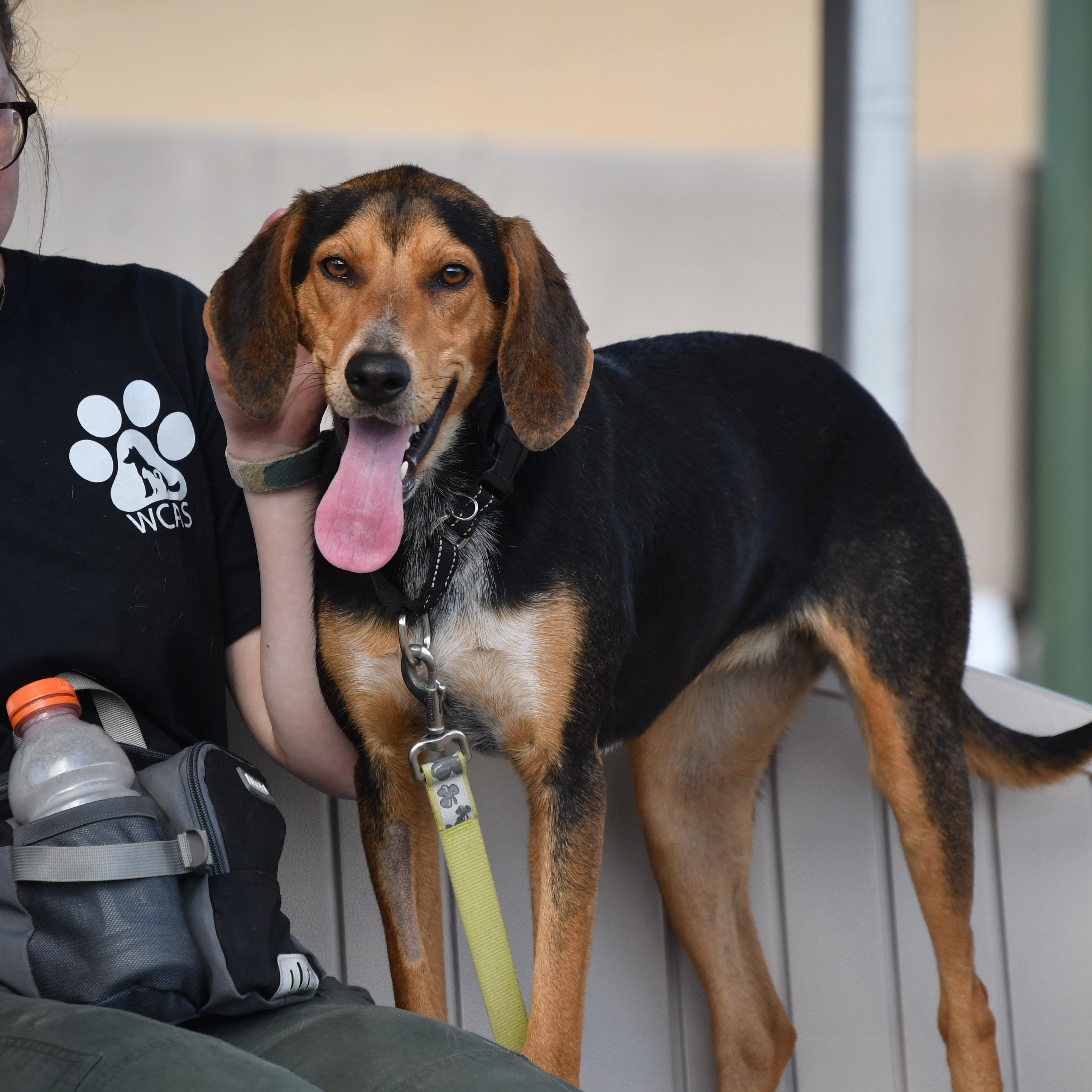 Bonnie, a ADOPTABLE Hound in Defuniak Springs, FL image 4/5
