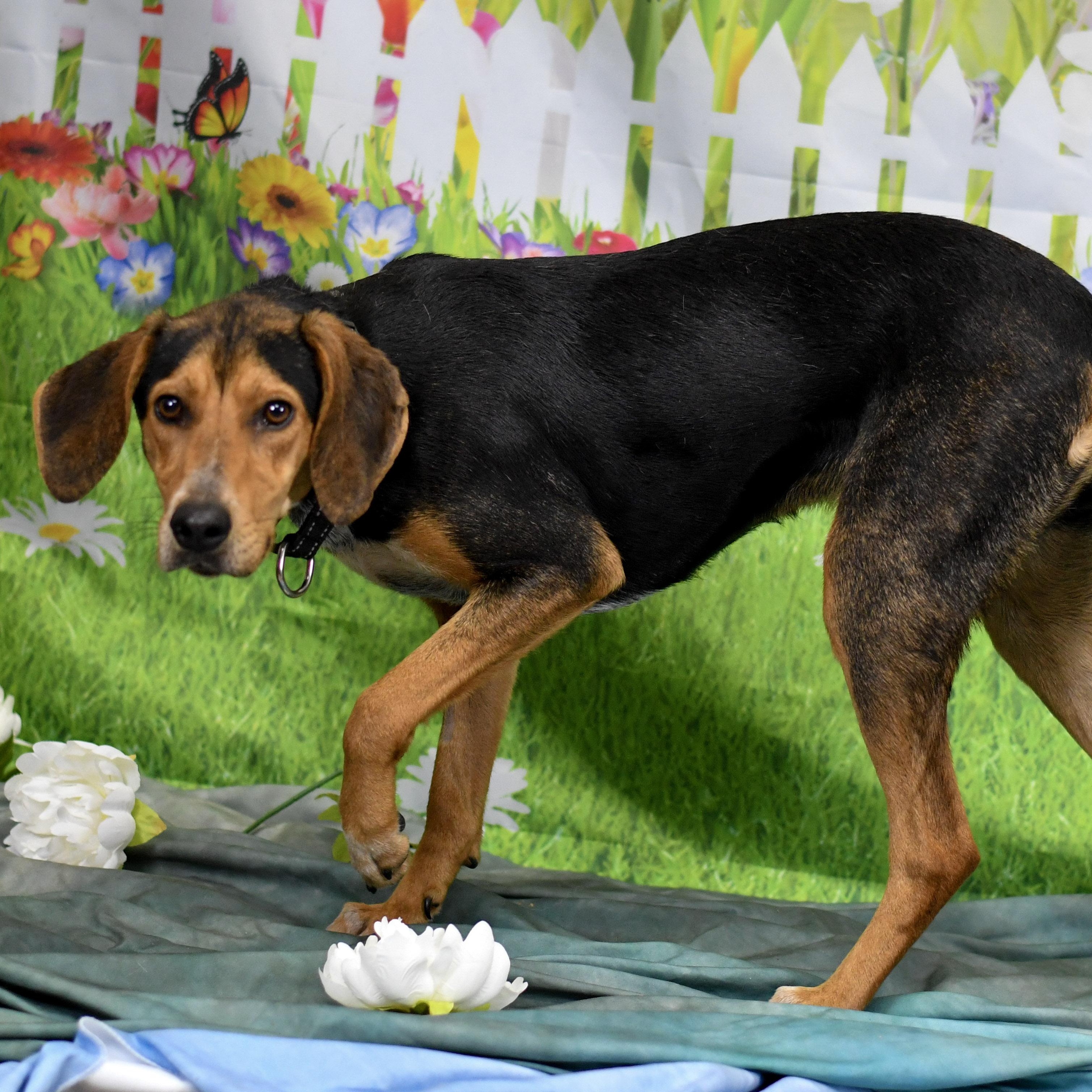 Bonnie, a ADOPTABLE Hound in Defuniak Springs, FL image 1/5