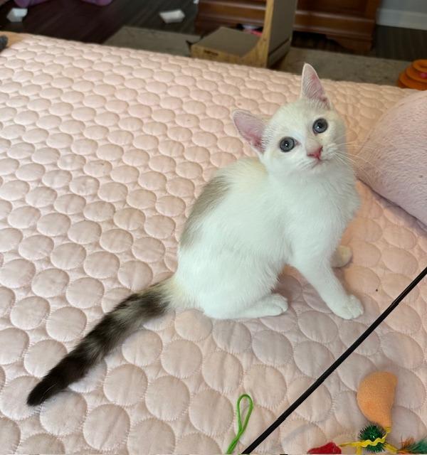 Cloud, Adopted, Young Female Siamese.