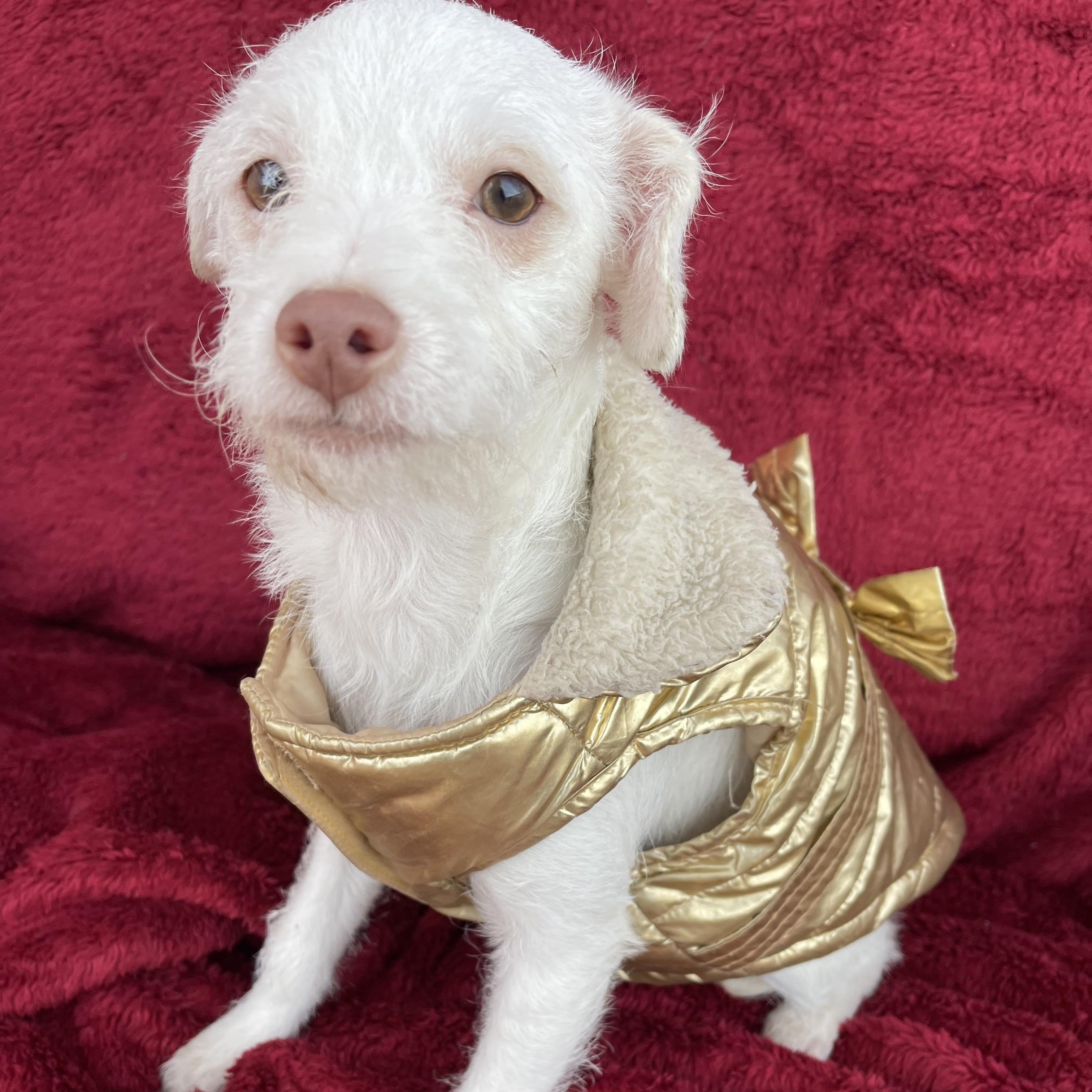 LIA 5 months 7 lbs, a Adoptable mixed breed in Aliso Viejo, CA image 1/5