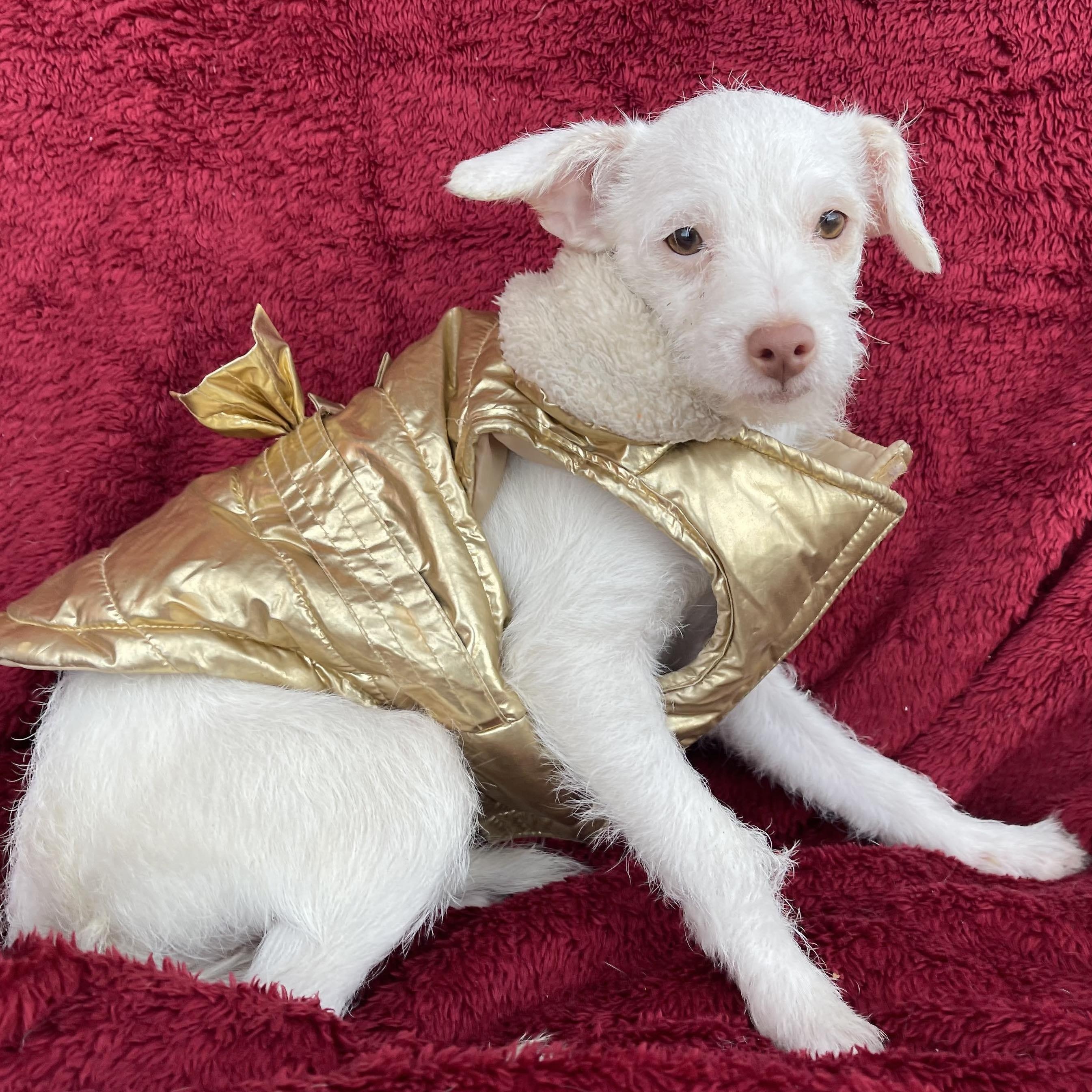 LIA 5 months 7 lbs, a Adoptable mixed breed in Aliso Viejo, CA image 3/5