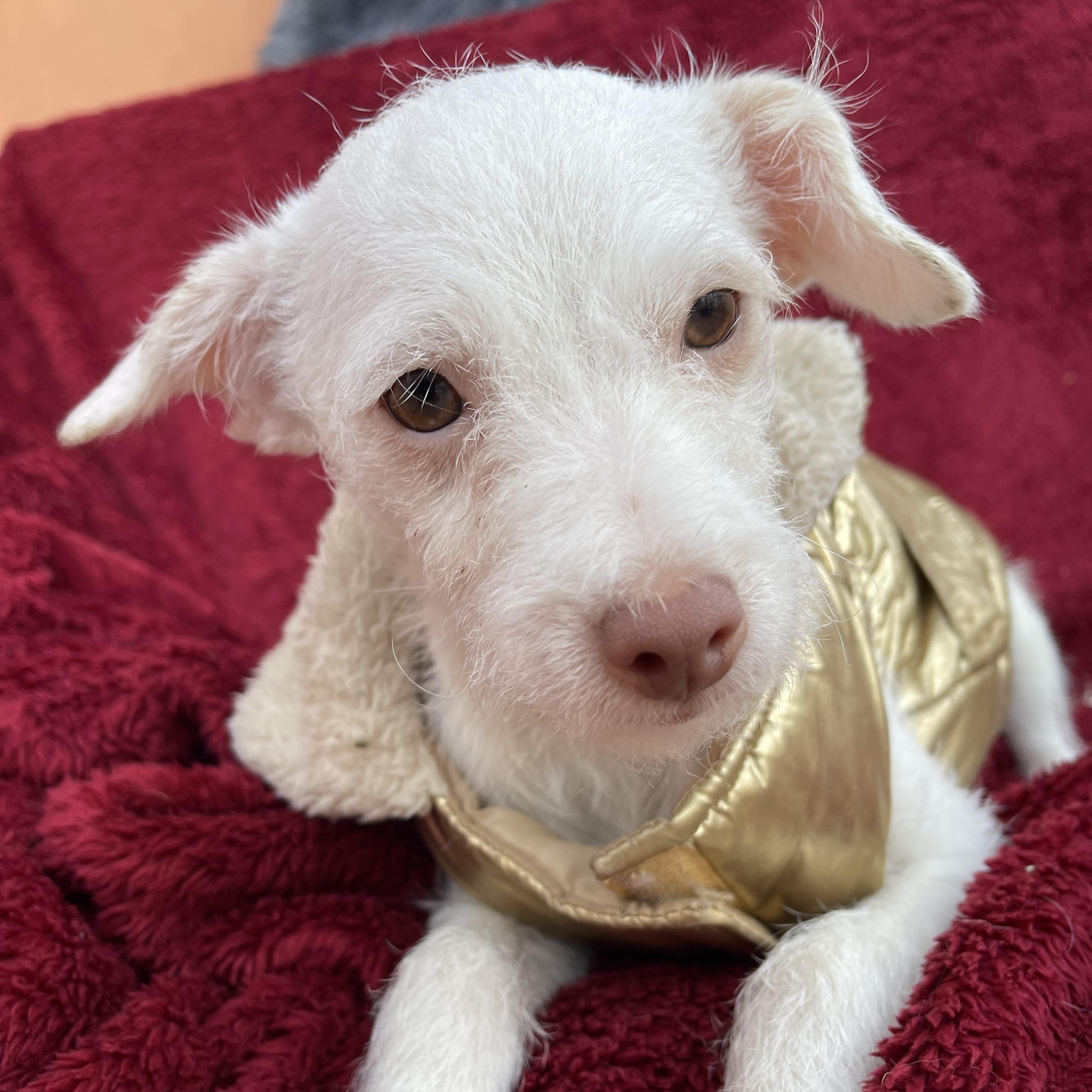 LIA 5 months 7 lbs, a Adoptable mixed breed in Aliso Viejo, CA image 5/5