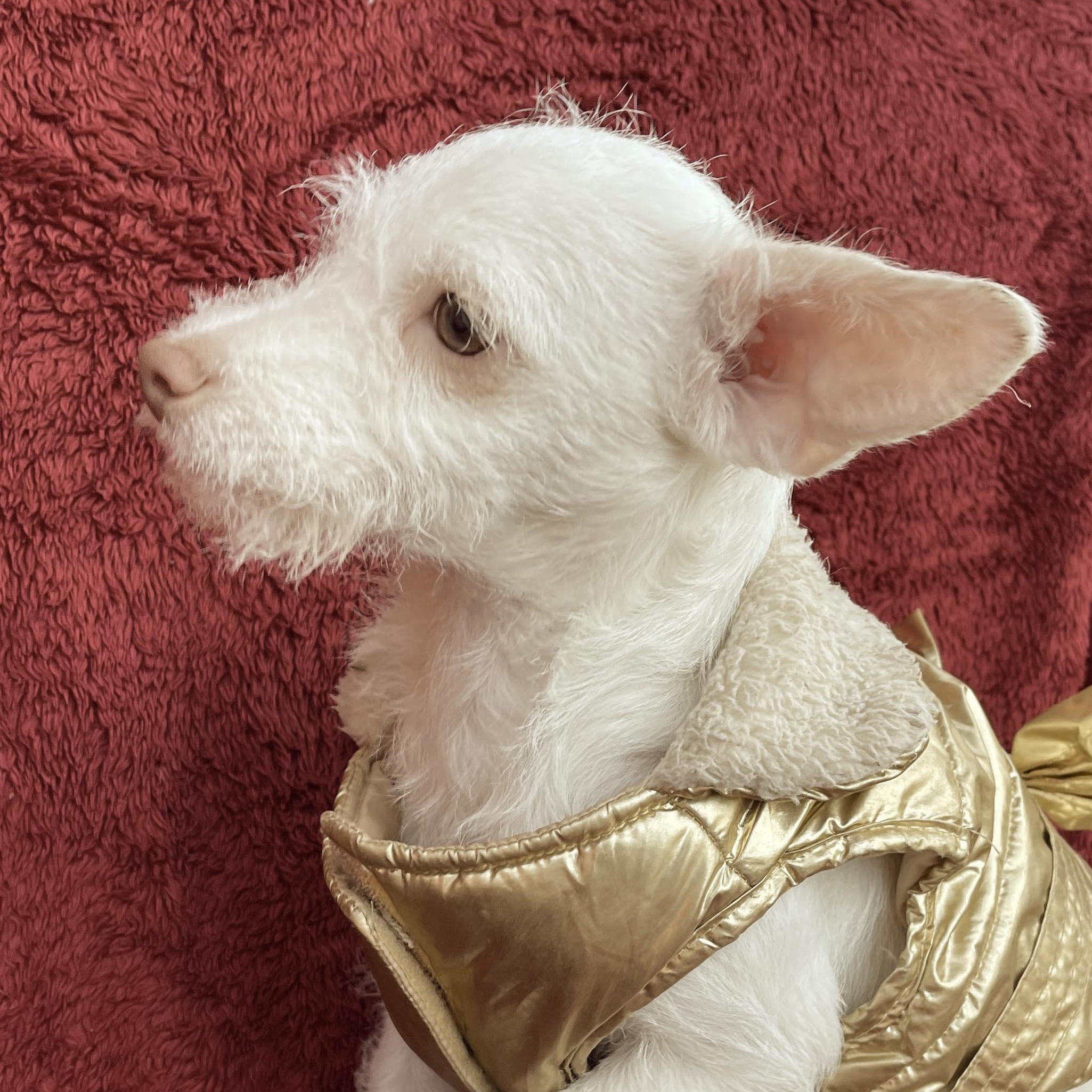 Enlarge LIA 6 months 7 lbs, a Adoptable mixed breed in san diego, CA image 3/5