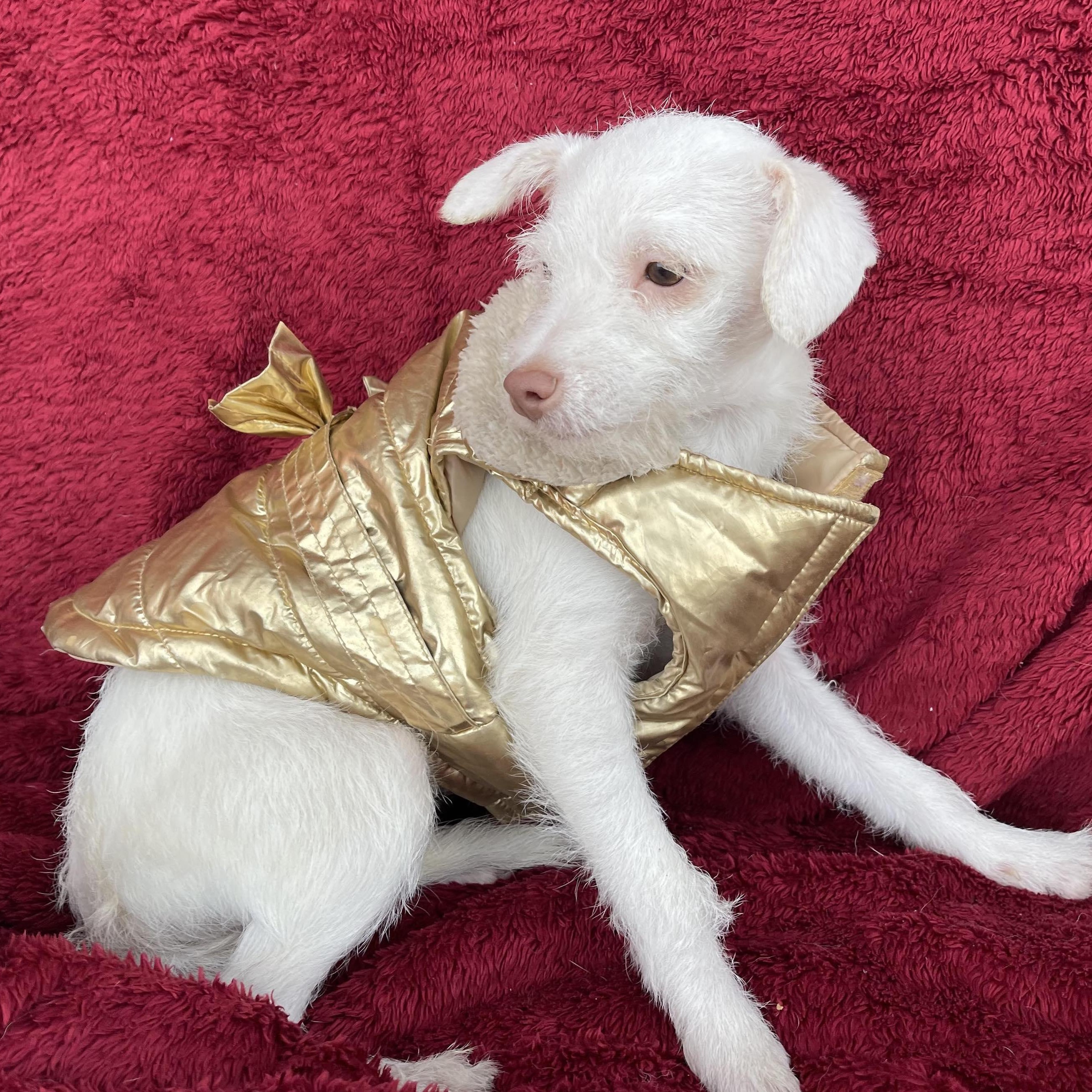 LIA 5 months 7 lbs, a Adoptable mixed breed in Aliso Viejo, CA image 4/5