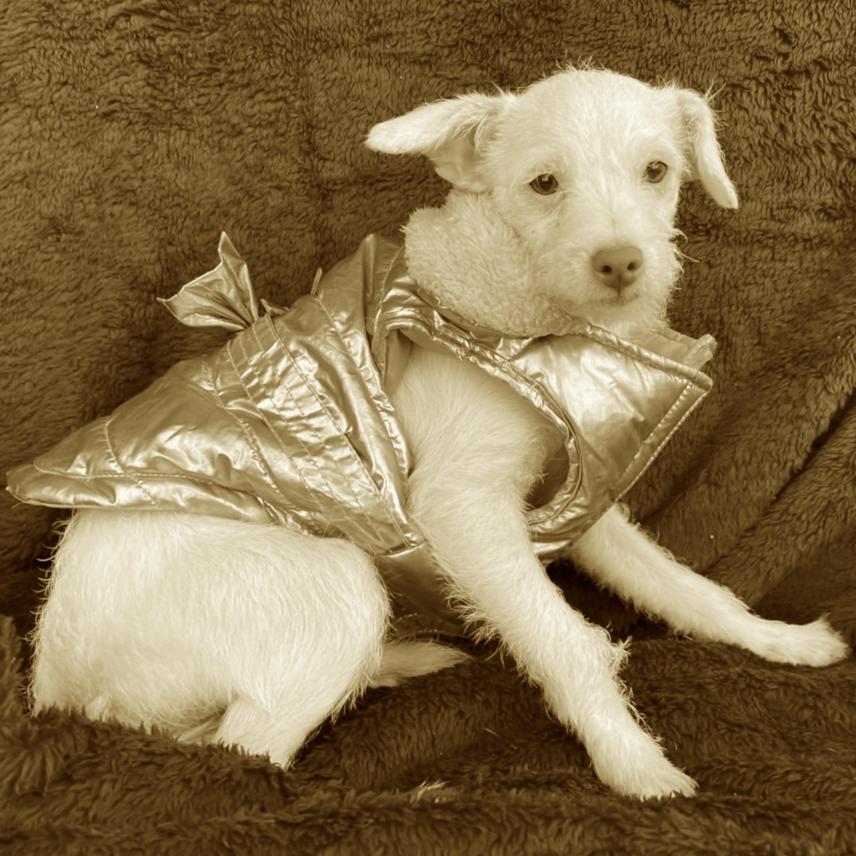 Enlarge LIA 6 months 7 lbs, a Adoptable mixed breed in san diego, CA image 2/5