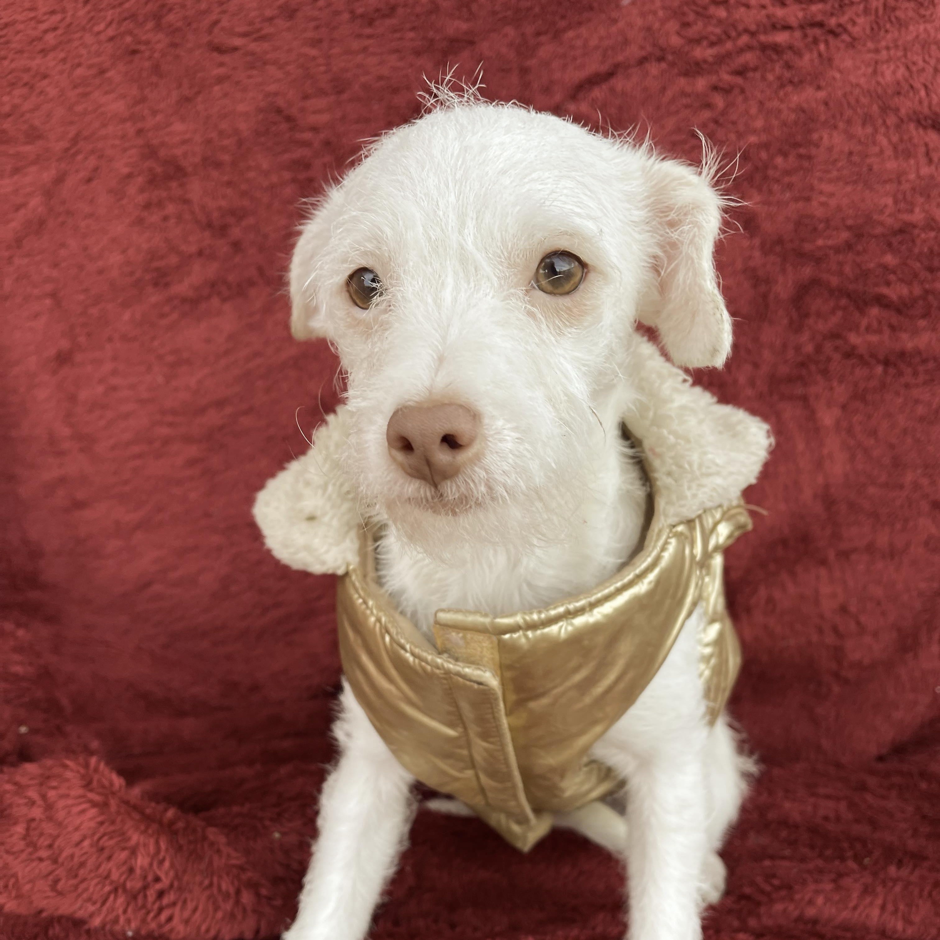 LIA 6 months 7 lbs, Adoptable, Puppy Female Miniature Poodle & Toy Fox Terrier.