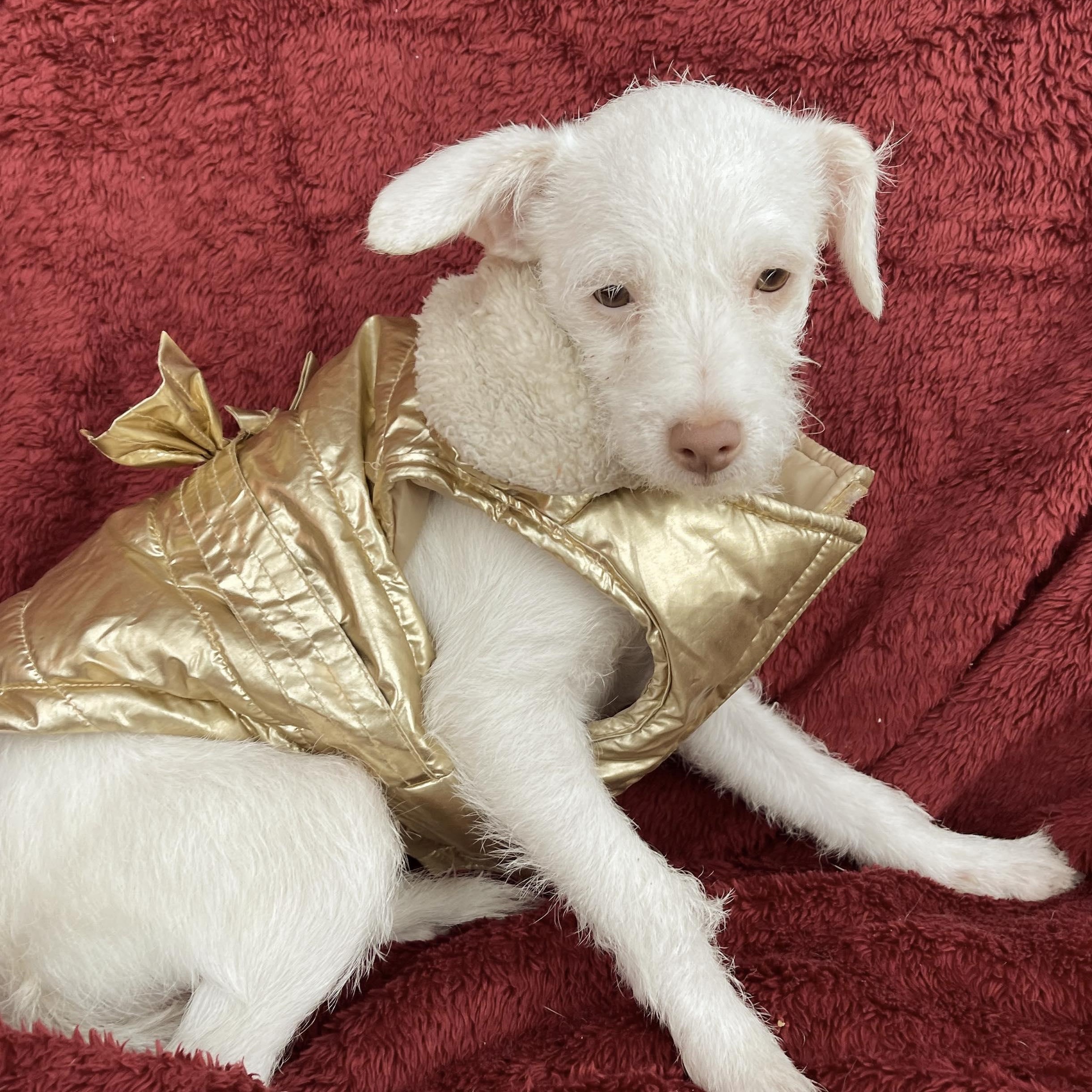 Enlarge LIA 6 months 7 lbs, a Adoptable mixed breed in san diego, CA image 4/5