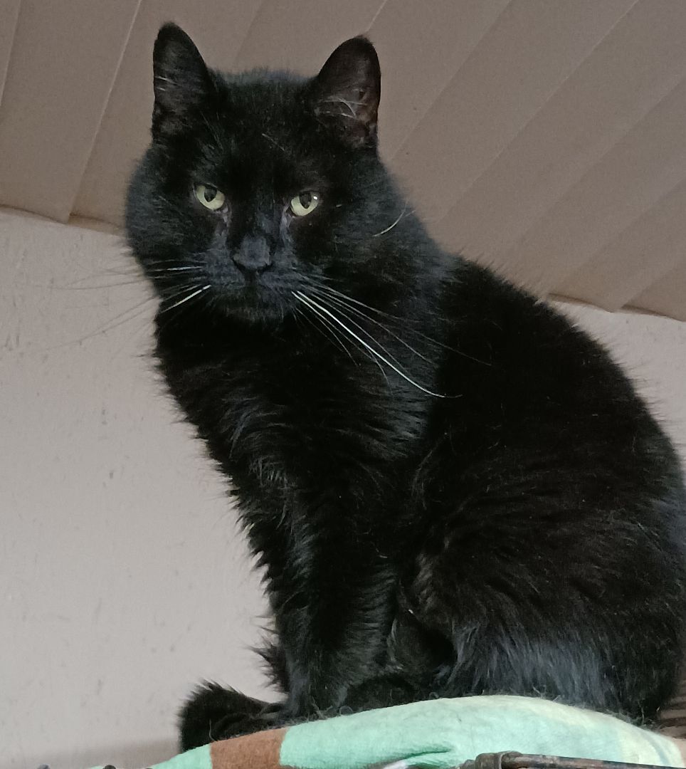 Enlarge Eaton Pines Blue, an adoptable Domestic Short Hair in Eaton Rapids, MI image 1/12