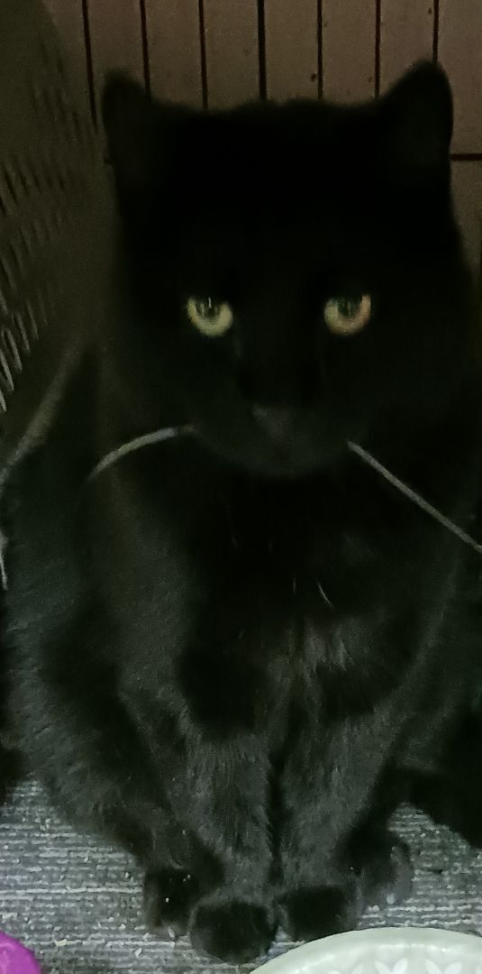 Enlarge Eaton Pines Blue, an adoptable Domestic Short Hair in Eaton Rapids, MI image 8/12