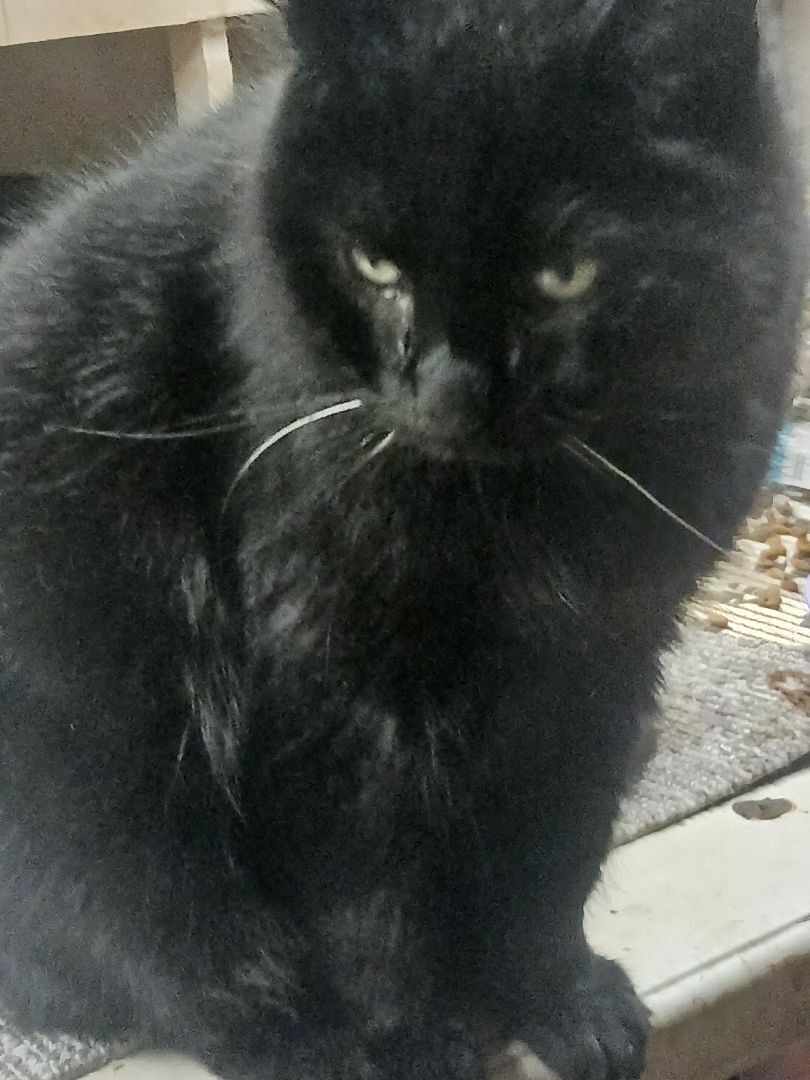 Enlarge Eaton Pines Blue, an adoptable Domestic Short Hair in Eaton Rapids, MI image 9/12