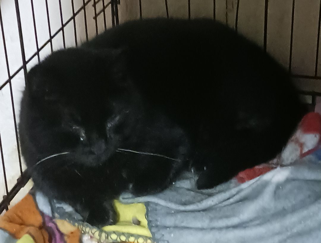 Enlarge Eaton Pines Blue, an adoptable Domestic Short Hair in Eaton Rapids, MI image 10/12