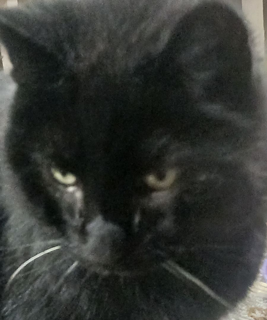 Enlarge Eaton Pines Blue, an adoptable Domestic Short Hair in Eaton Rapids, MI image 11/12