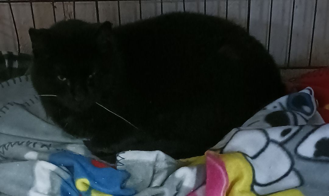 Enlarge Eaton Pines Blue, an adoptable Domestic Short Hair in Eaton Rapids, MI image 12/12