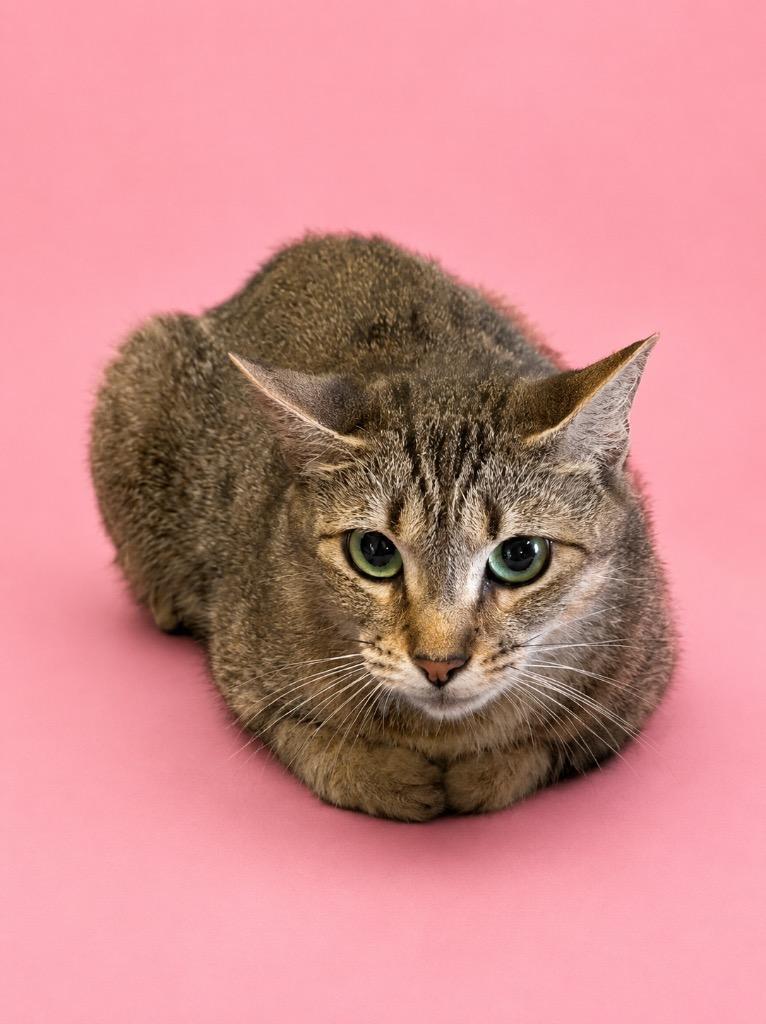 Jess, Adopted, Young Female Domestic Short Hair.