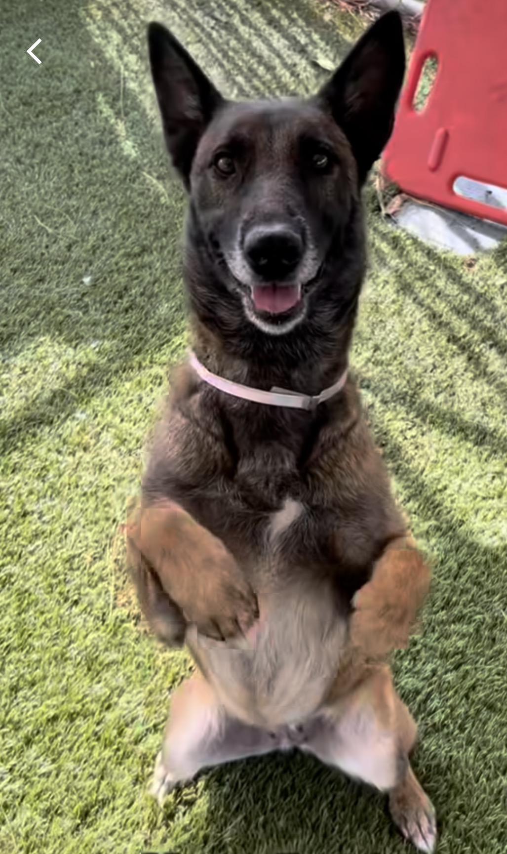 Trudy, Adoptable, Adult Male Belgian Shepherd / Malinois.