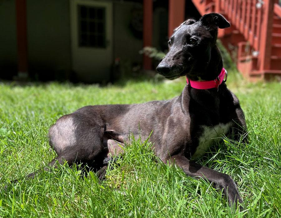 Enlarge Becks, an adopted Greyhound in Ware, MA image 4/6