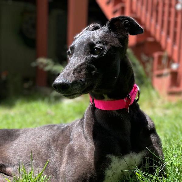 Enlarge Becks, an adopted Greyhound in Ware, MA image 1/6