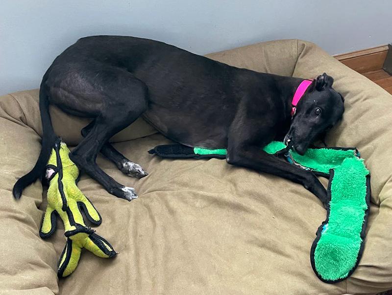 Enlarge Becks, an adopted Greyhound in Ware, MA image 5/6