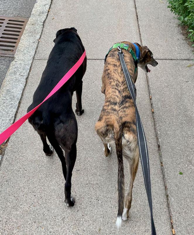 Enlarge Becks, an adopted Greyhound in Ware, MA image 6/6