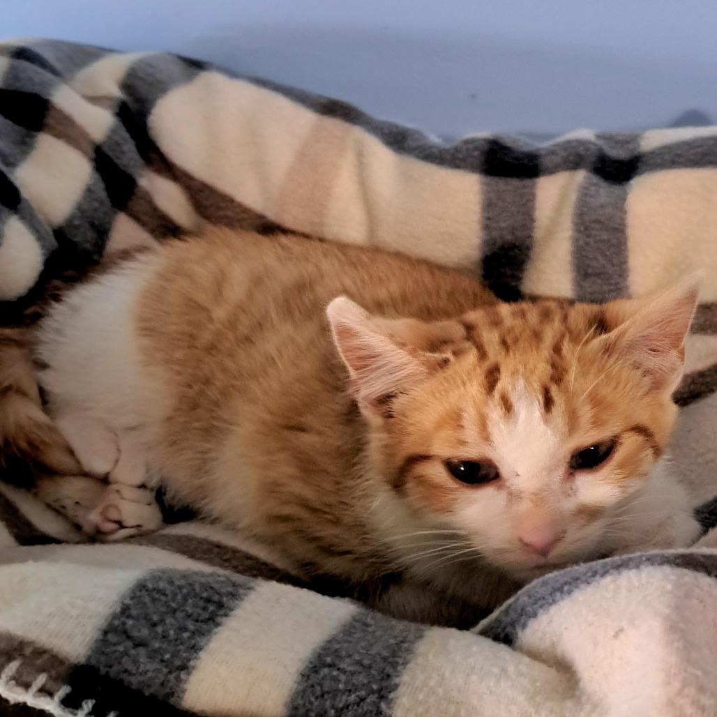 Little Bit — thumbnail 3