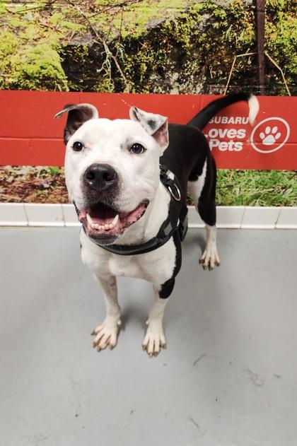 Enlarge Canal, a Adoptable Pit Bull Terrier in Lafayette, IN image 1/3