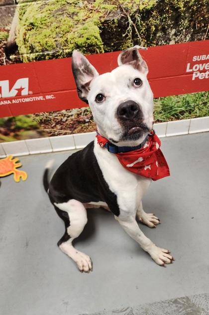 Enlarge Canal, a Adoptable Pit Bull Terrier in Lafayette, IN image 2/3