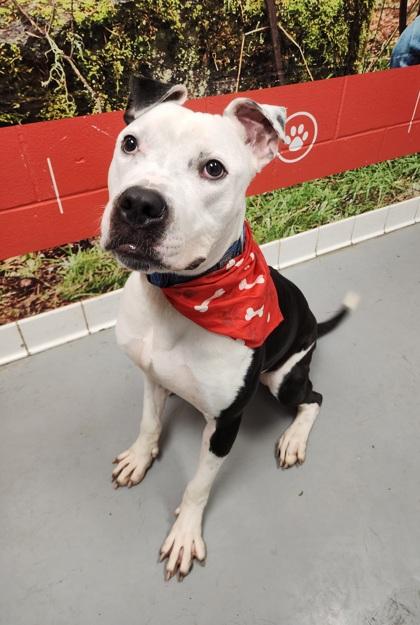Enlarge Canal, a Adoptable Pit Bull Terrier in Lafayette, IN image 3/3
